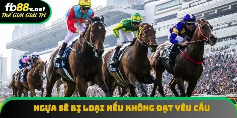 Ngựa sẽ bị loại nếu không đạt yêu cầu